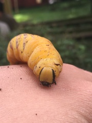 Acherontia