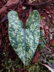 Asarum taipingshanianum