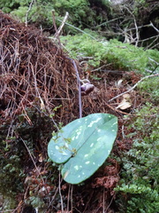 Asarum taipingshanianum