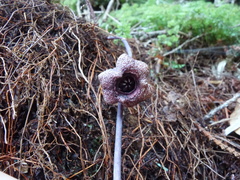 Asarum taipingshanianum