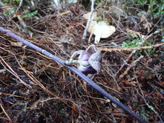 Asarum taipingshanianum