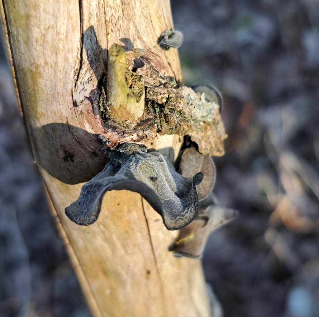 Auricularia auricula-judae · April 2026 · photo: © markuskrieger (iNaturalist, cc-by)