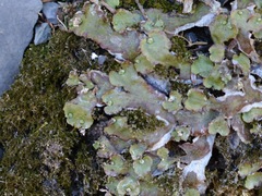Asterella tenella