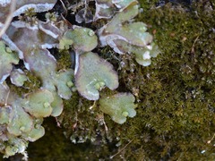 Asterella tenella