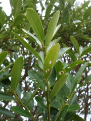 Ilex maximowicziana