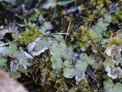 Asterella tenella