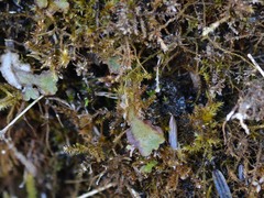 Asterella tenella