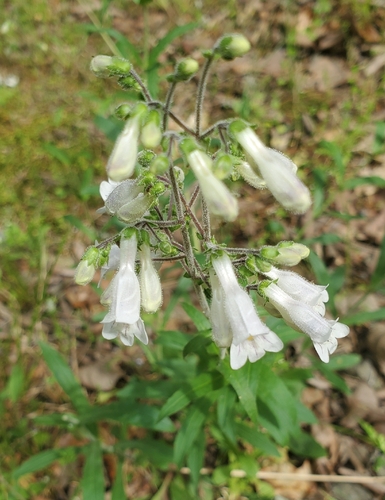 Arkansas Beardtongue (Penstemon arkansanus)