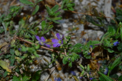 Lythrum gracile