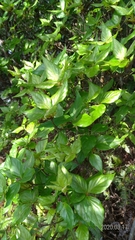 Rhododendron mariesii