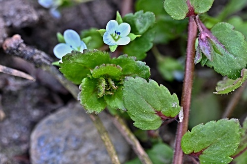 Veronica agrestis