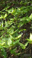 Rhododendron mariesii