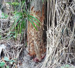 Castor canadensis mexicanus