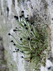 Pilophorus acicularis