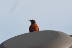 Turdus migratorius