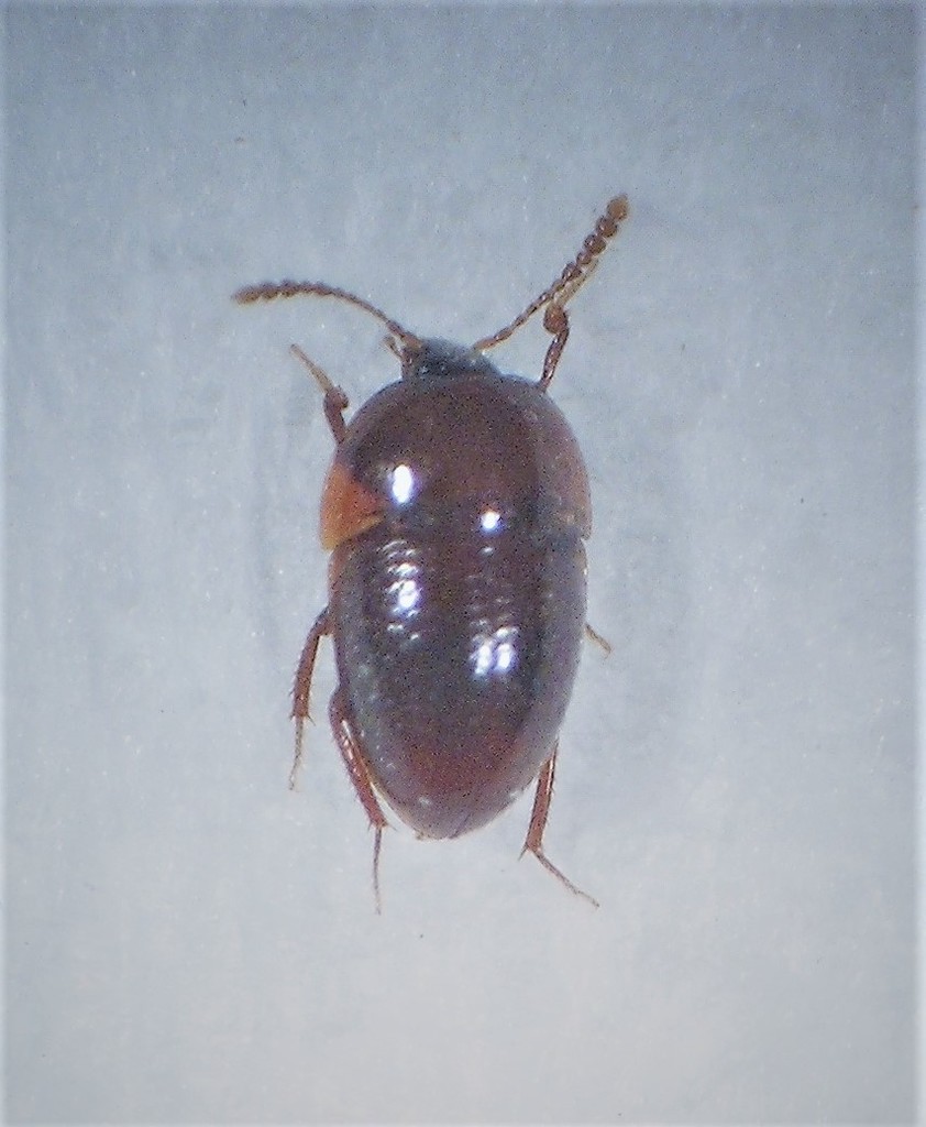 Chelagyrtodes