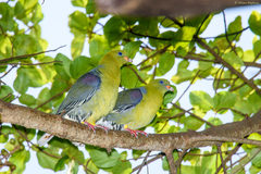 Treron calvus