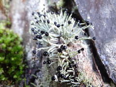 Pilophorus acicularis