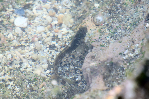 Praealticus bilineatus observed 2026-04-05