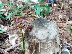 Castor canadensis mexicanus