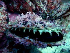 Pinctada mazatlanica