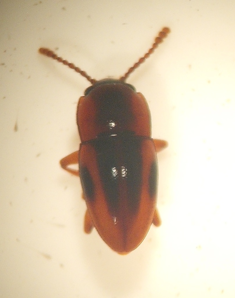 Cryptodacne synthetica