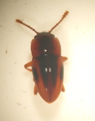 Cryptodacne synthetica