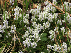 Polygala calcarea, photograph (c) lalaia, some rights reserved (CC BY)