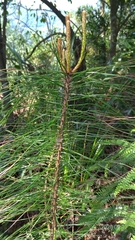 Pinus luchuensis
