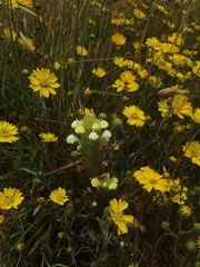 Castilleja rubicundula lithospermoides