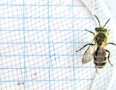 Cnemidandrena