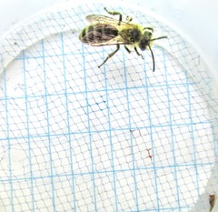 Cnemidandrena