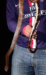 Chironius grandisquamis