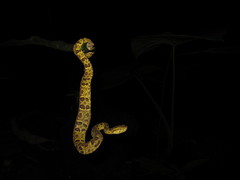 Bothrops punctatus