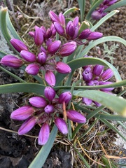 Allium scilloides, photograph (c) James H. Thomas, some rights reserved (CC BY)