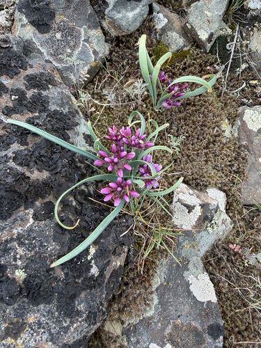 Allium scilloides, photograph 3