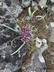 Allium scilloides, photograph (c) James H. Thomas, some rights reserved (CC BY)