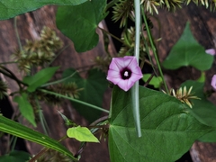 Ipomoea grandifolia, photograph (c) Rocío Esmeralda Pose, some rights reserved (CC BY)