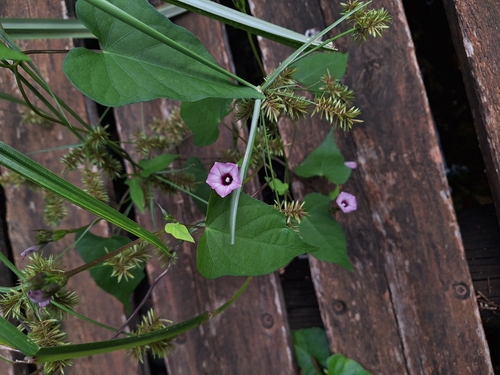 Ipomoea grandifolia, photograph 6
