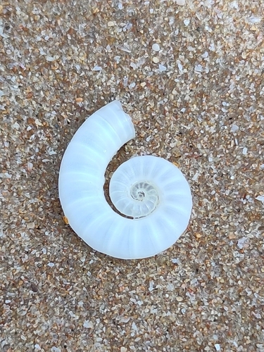 Spirula spirula