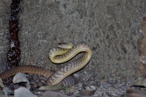 Brown Tree Snake sighting