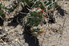 Opuntia × debreczyi
