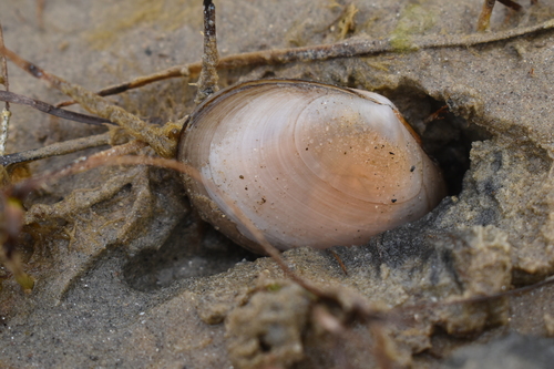 Peronaea planata
