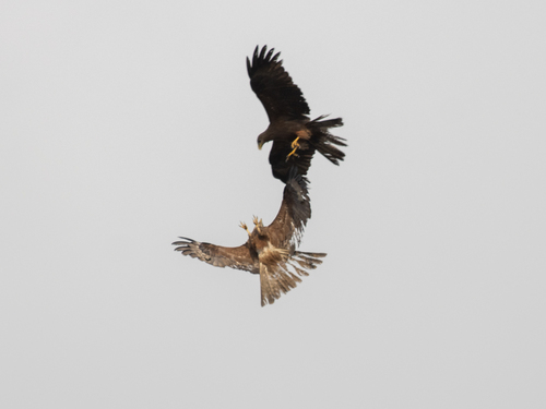 Black Kite