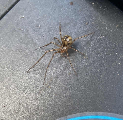 Cave spider, Watergraafsmeer  , Amsterdam, Netherlands, photo 8 of 10