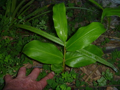 Hedychium gardnerianum