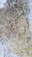 Gracilaria