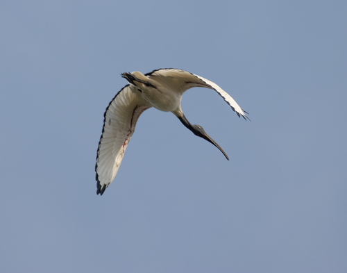 African Sacred Ibis