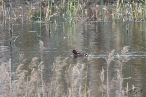 Ferruginous Duck