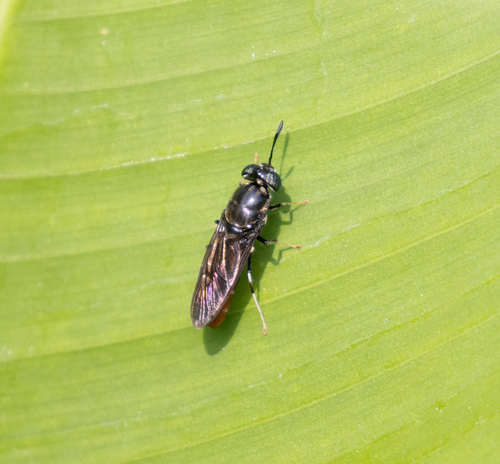 Black Soldier Fly